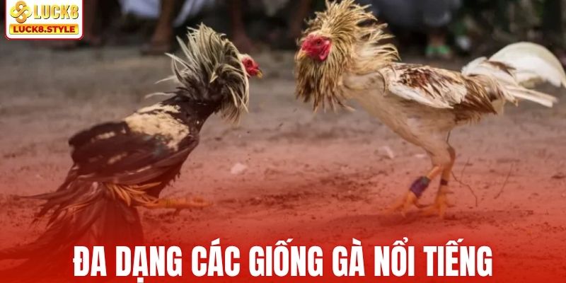 Đa dạng giống kê nổi tiếng tại sảnh