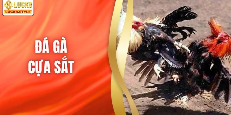 Đá Gà Cựa Sắt LUCK8 - Mãn Nhãn Với Từng Cú Ra Đòn Hiểm Hóc