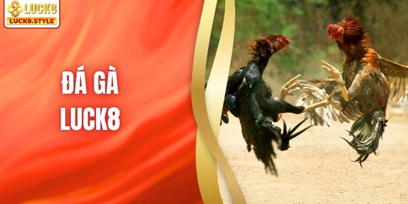 Đá Gà LUCK8 - Điểm Đến Giải Trí Đỉnh Cao Của Tín Đồ Chọi Kê