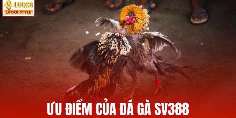 Đá gà SV388 mang đến hình ảnh sống động và chân thực