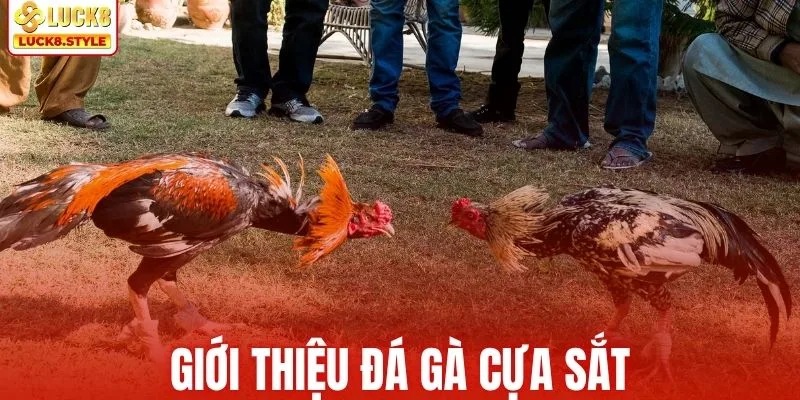 Giới thiệu sơ nét về loại hình đá gà cựa sắt