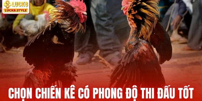 Lựa chọn chiến kê có phong độ thi đấu ổn định