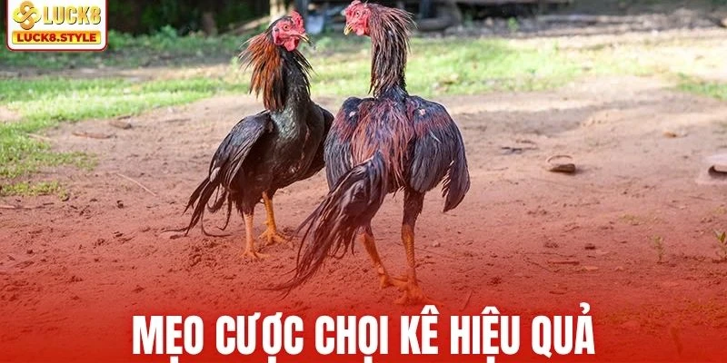 Mẹo cược chọi kê nâng cao cơ hội chiến thắng