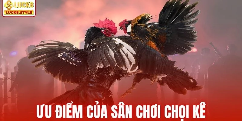 Sân chơi chọi kê có nhiều ưu điểm vượt trội