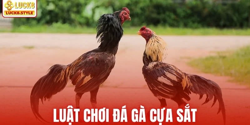 Thành viên cần nắm rõ về luật chơi chọi kê