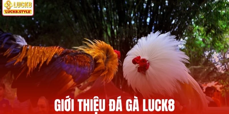 Thông tin khái quát về đá gà LUCK8